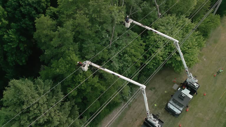 How Our Tree Care Process Works  in  Grandview, TX